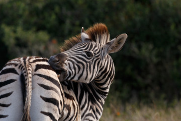 Fototapeta na wymiar Lick my stripes - Burchell's Zebra