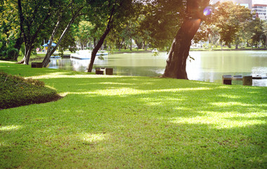 Obraz premium Green grass on a sunny meadow of city park, Sun light