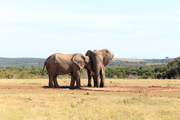 Fototapeta na wymiar Your my Mate - African Bush Elephant