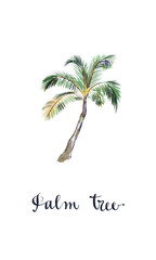 Fototapeta premium Coconut palm tree
