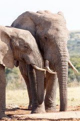 Fototapeta na wymiar Together Forever - African Bush Elephant
