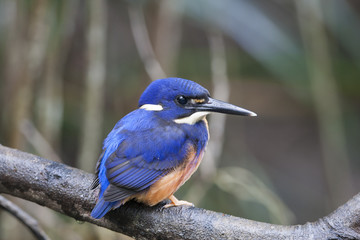 Azure kingfisher/ This is very beutiful wild bird photo which was took in Daintree Queensland Australia.This bird name is Azure kingfisher.