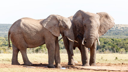 Fototapeta na wymiar By My Side - African Bush Elephant