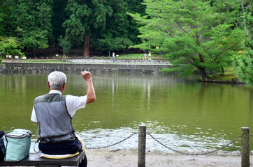 Old man feeding fancy carp or Koi fish in pond in the garden of