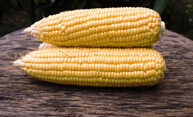 Fresh corn on cobs on rustic wooden table, closeup