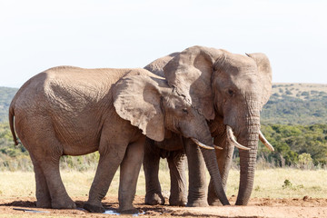 Fototapeta na wymiar I ear you still - African Bush Elephant