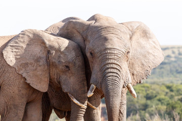 Fototapeta na wymiar Close - African Bush Elephant