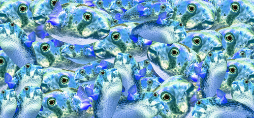 An abstract collage seamless blurry background made of heads of fugu poison fish in cyan selective...