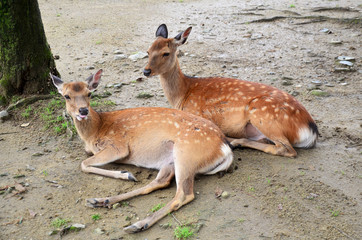 Deers at Kofukuji Temple in Nara, Japan