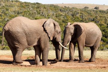 Obraz premium No Water - African Bush Elephant