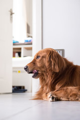 The golden retriever lying on the floor