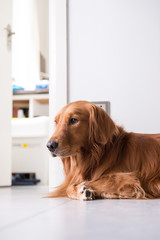 The golden retriever lying on the floor