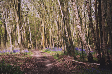 Countryside walk with bluebells along the path Vintage Retro Fil