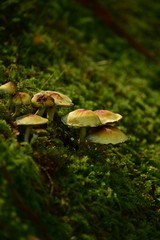 焦げ目がついたようなキノコ