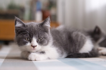 Fototapeta premium British Shorthair, kitten, shot indoors