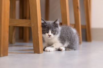British Shorthair, kitten, shot indoors