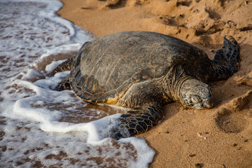 Honu ~ Hawaiian Turtle