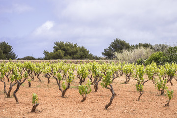 Fototapeta na wymiar Weinanbau auf Formentera