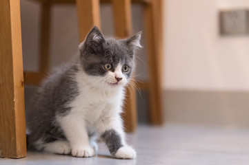 British Shorthair, kitten, shot indoors