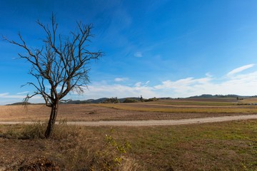 Obraz premium Autumn panorama. The agricultural landscape in sunny day. Dead tree on a background of blue sky. Plowed fields in autumn. 