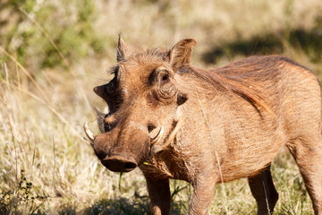 I see you Again - Phacochoerus africanus  The common warthog