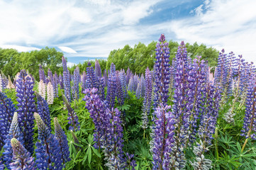 Obraz premium New Zealand Mackenzie Country lupines