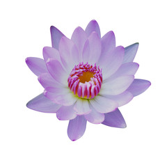 Obraz premium Lotus flower