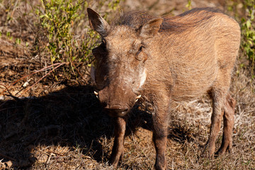 Nut Baby - Phacochoerus africanus  The common warthog