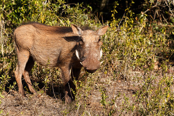 At You - Phacochoerus africanus  The common warthog
