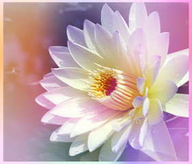 Lotus flower