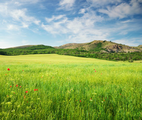 Green spring meadow