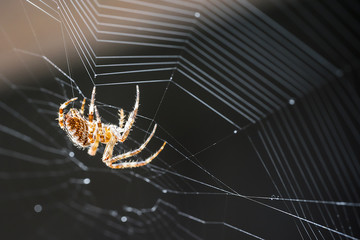 Kreuzspinne spinnt an ihrem Spinnennetz