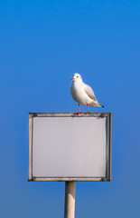 Information board with seagull - copyspace