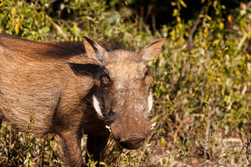 Grass Funn -Phacochoerus africanus  The common warthog