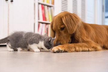 Dogs and cats, taken indoors