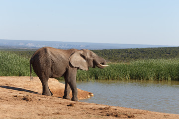 Obraz premium Water Time - African Bush Elephant