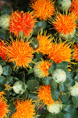 Many carthamus zanzibar orange flowers