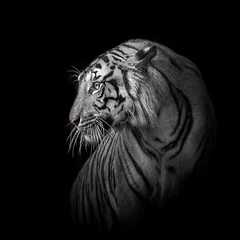 Schilderijen op glas White tiger © ake