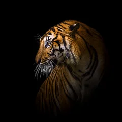 Zelfklevend Fotobehang Tigers © ake