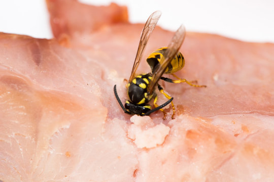 Close up of wasp hornet eating meat