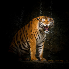 Fototapeta premium Tiger