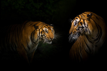 Tigers