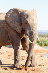 Fototapeta na wymiar My better side today - African Bush Elephant