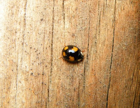 Yellow dot Black Ladybug Climbing on the wooden Wall