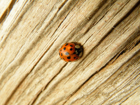 Black dot Red Ladybug Climbing slowly on the wooden Pillar, Background, Banner 