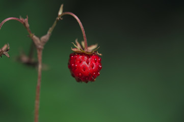 Wild Berry