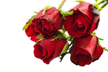 Close up of Valentine rose on white Background