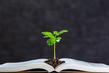 本と植物