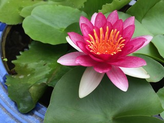 Pink lotus flower on the green leaves background.