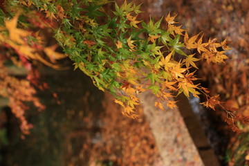 濡れたもみじの葉